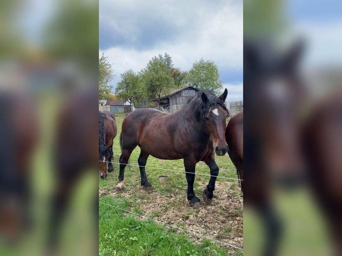 Süddeutsches Kaltblut Wallach 11 Jahre Dunkelbrauner in Edelsfeld Süddeutsches Kaltblut Wallach 11 Jahre Dunkelbrauner in Edelsfeld