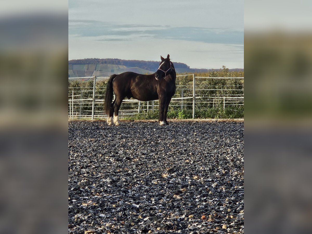 Süddeutsches Kaltblut Wallach 14 Jahre 168 cm in B&#xF6;nnigheim