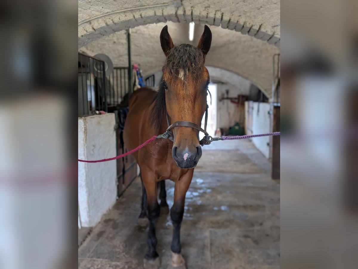 Süddeutsches Kaltblut Wallach 2 Jahre 160 cm Brauner in Pfaffenhofen an der Ilm