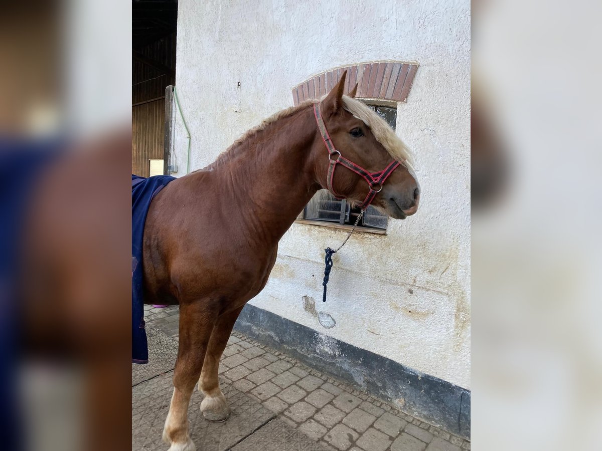 Süddeutsches Kaltblut Wallach 3 Jahre 165 cm Dunkelfuchs in Langerringen
