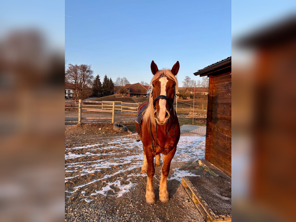 Süddeutsches Kaltblut Wallach 6 Jahre 167 cm Fuchs in Dorfen
