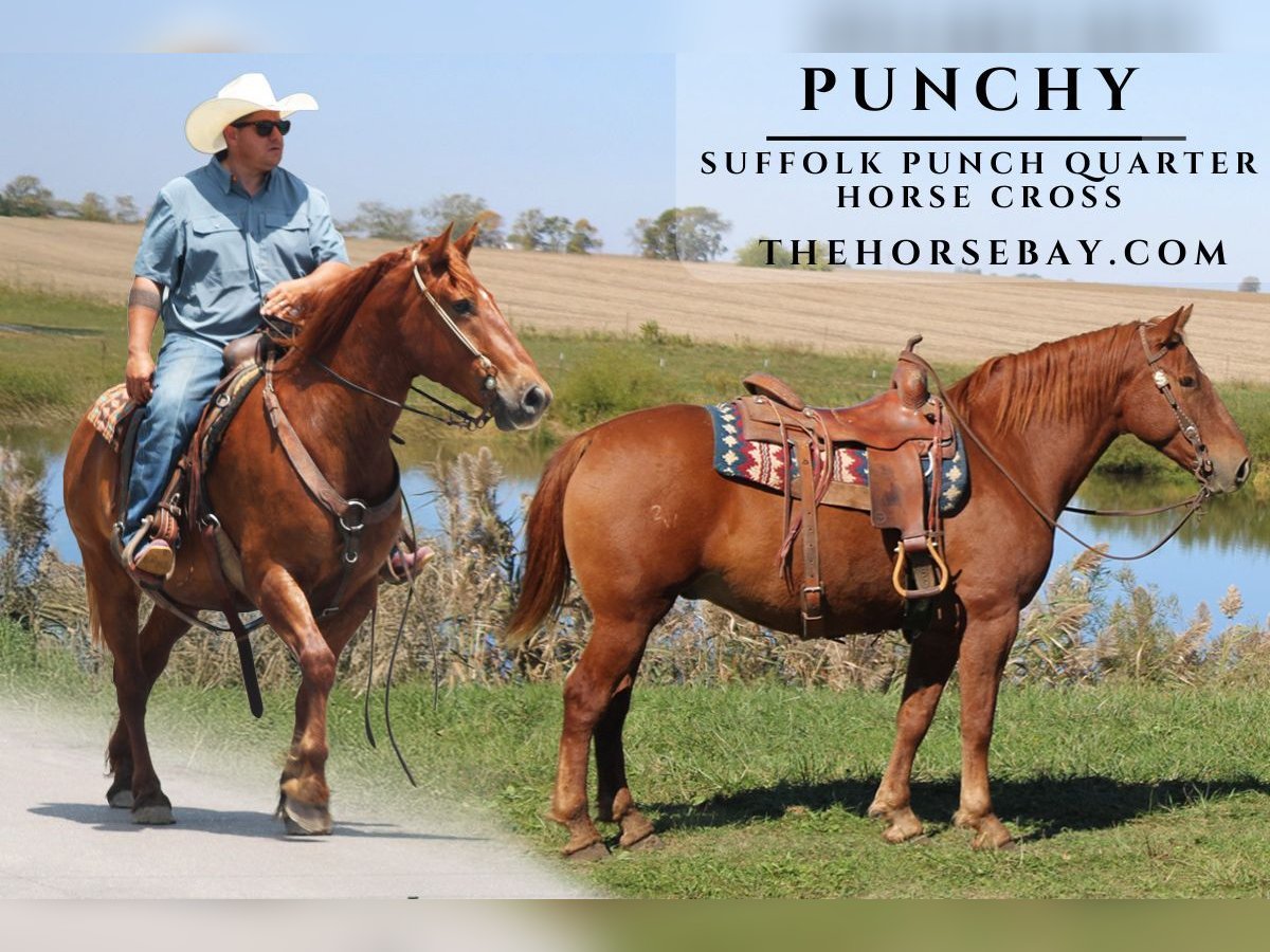 Suffolk Gelding 7 years 15 hh Sorrel in Charleston, IL