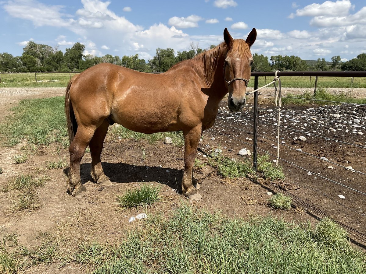 Suffolk Wallach 21 Jahre 163 cm Dunkelfuchs in Ignacio, co