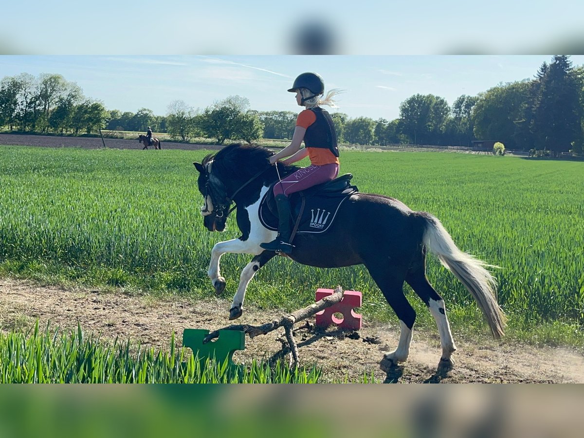 Super braves Pony/kleinpferd gesucht 