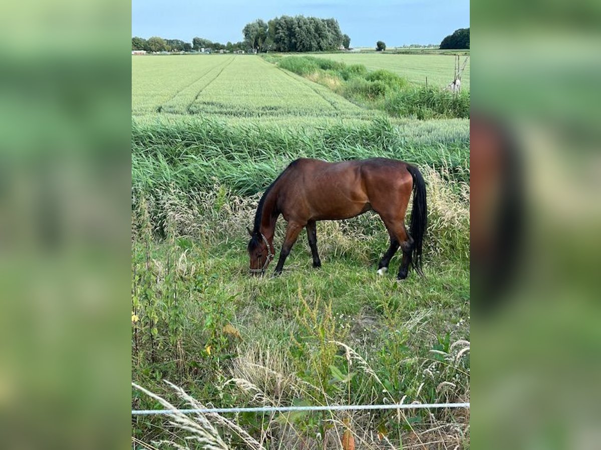 Svedese da Sella Castrone 5 Anni 164 cm Baio in Hellevoetsluis