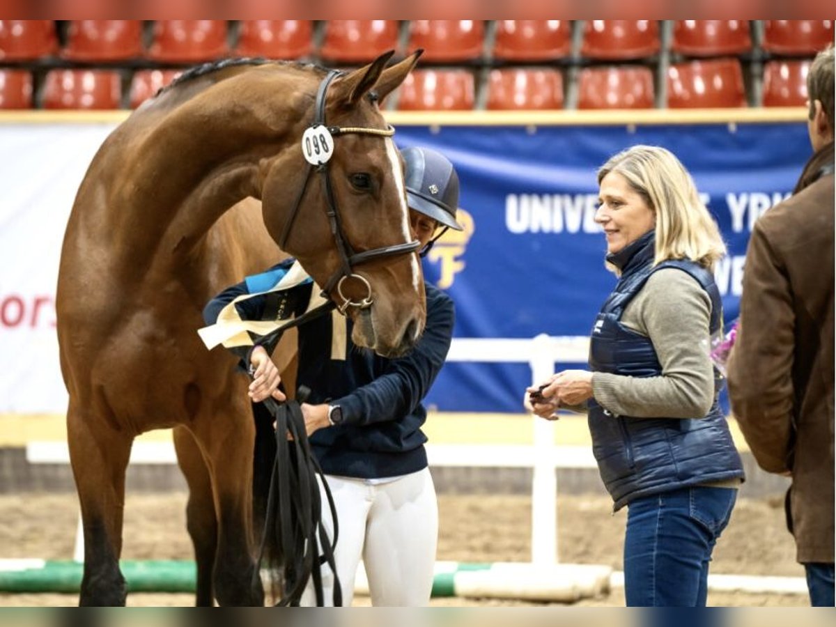 Svedese da Sella Castrone 5 Anni 176 cm Baio in Tungelsta