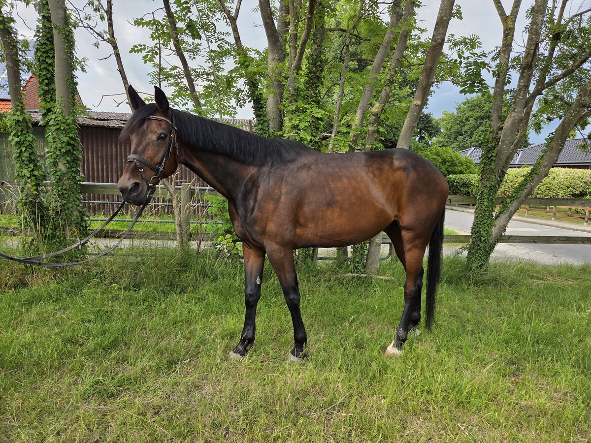 Svedese da Sella Castrone 9 Anni 162 cm Baio scuro in Loxstedt