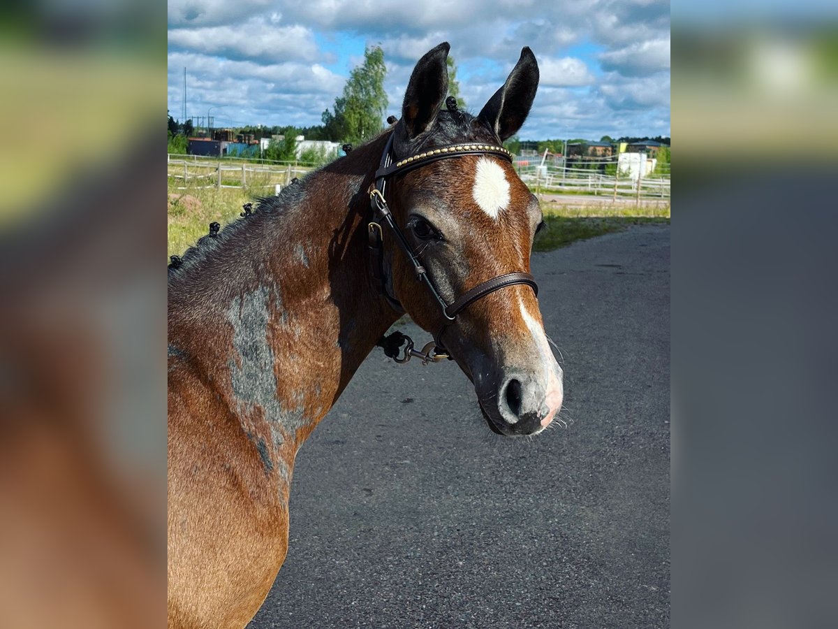 Svenskt varmblod Hingst Föl (05/2024) Gråskimmel in Västerås