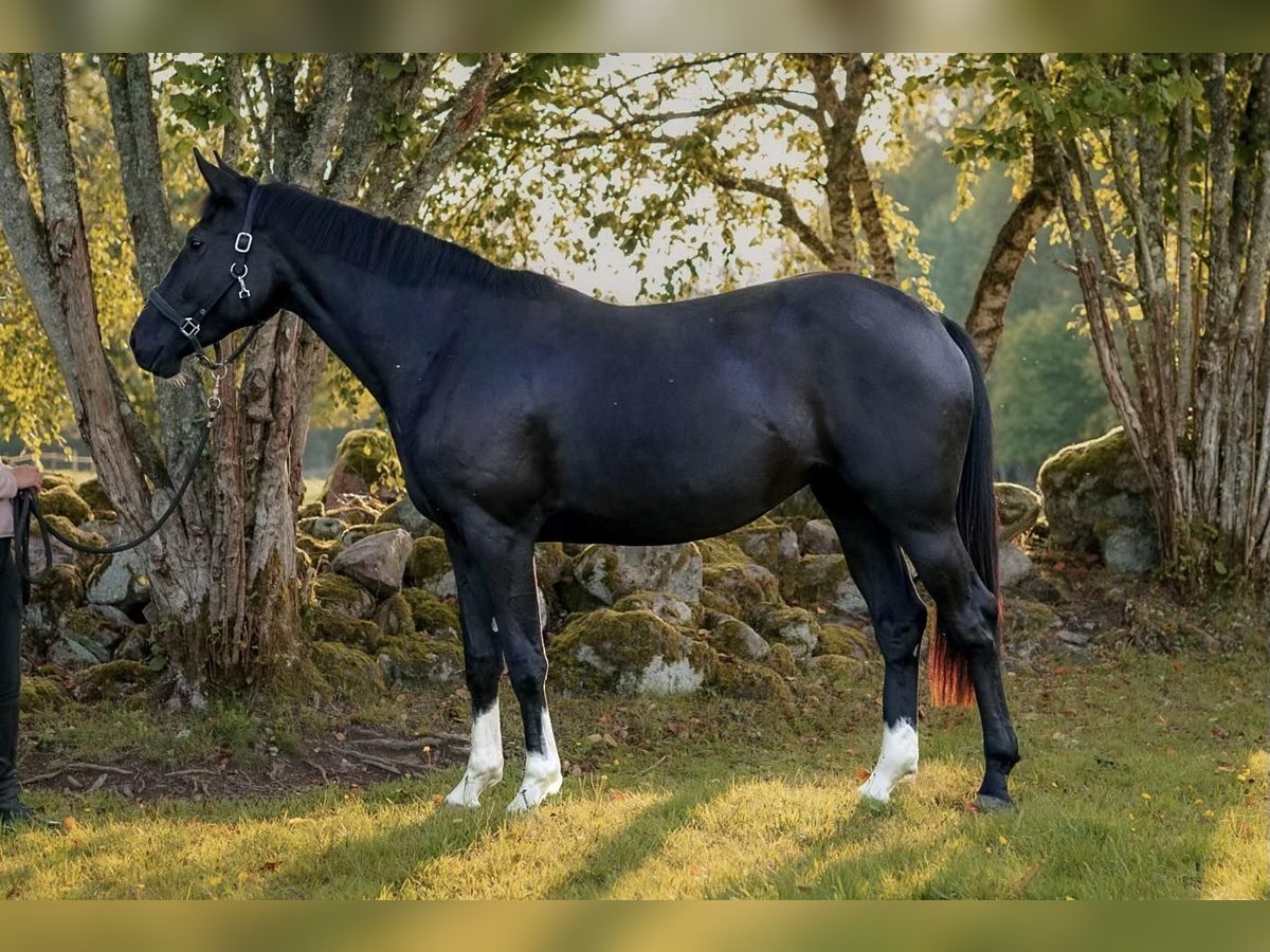 Svenskt varmblod Sto 2 år 168 cm Black in Emmaboda