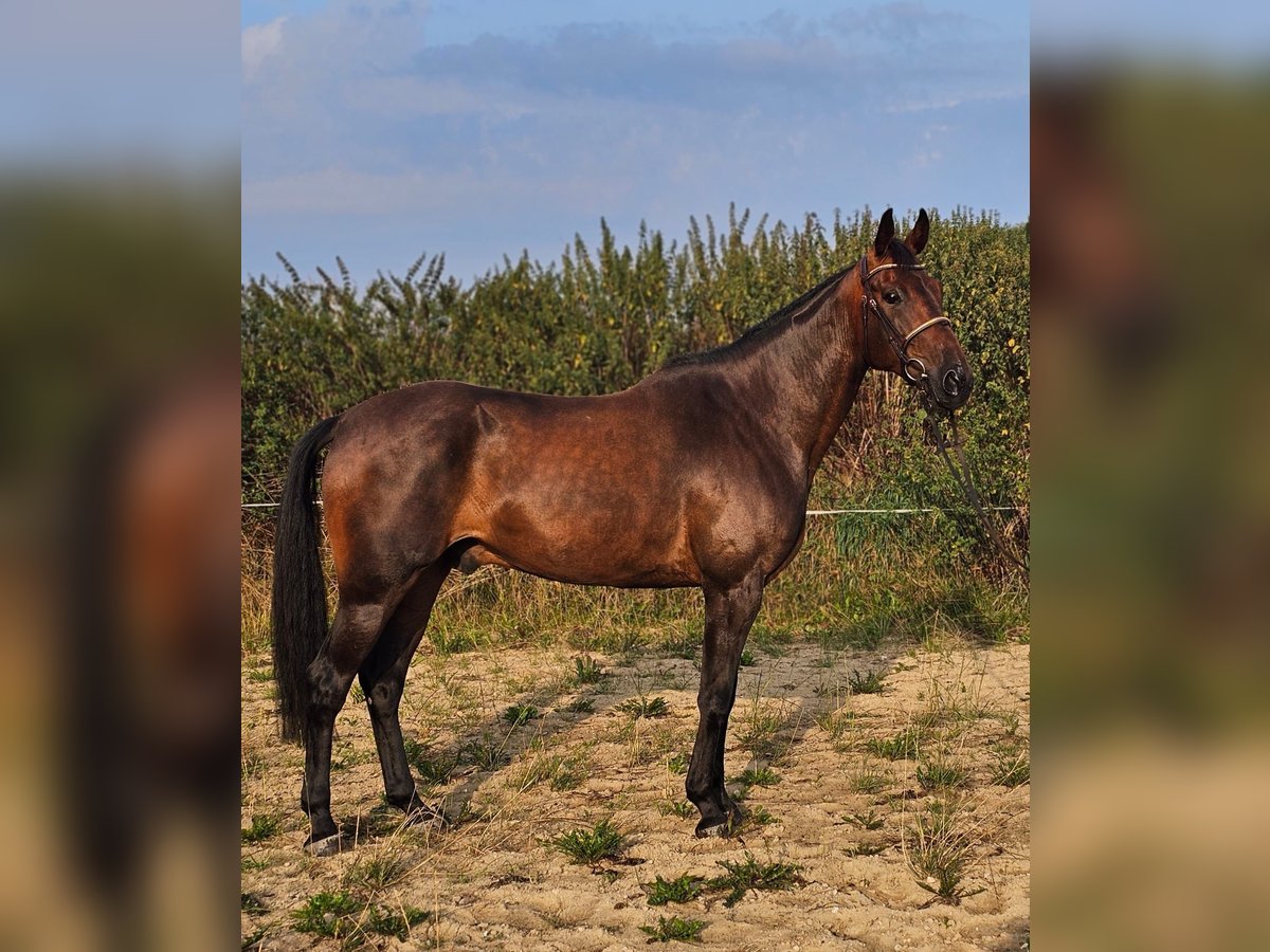 Swedish Warmblood Mix Gelding 10 years 16 hh Brown in Leipzig