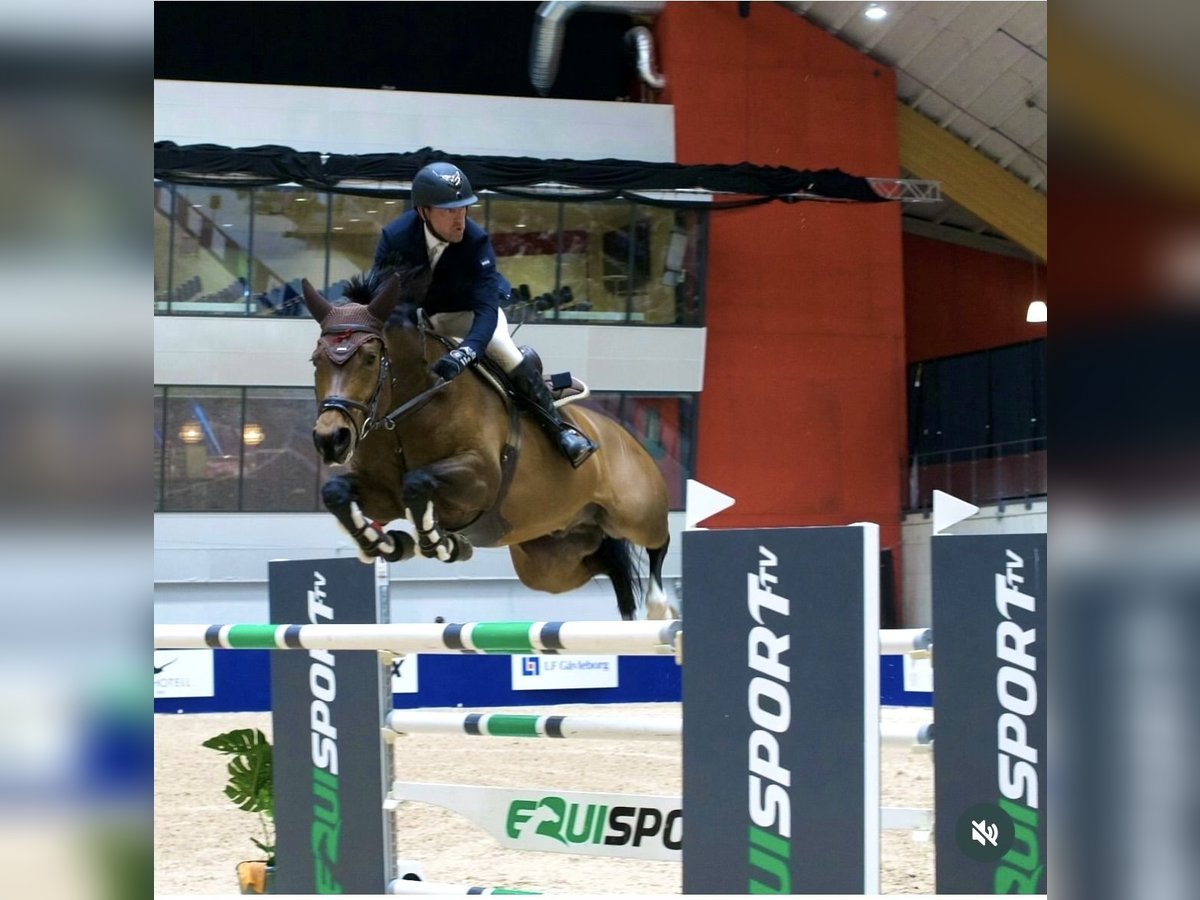 Swedish Warmblood Gelding 10 years 16,2 hh Brown in &#xD6;rebro