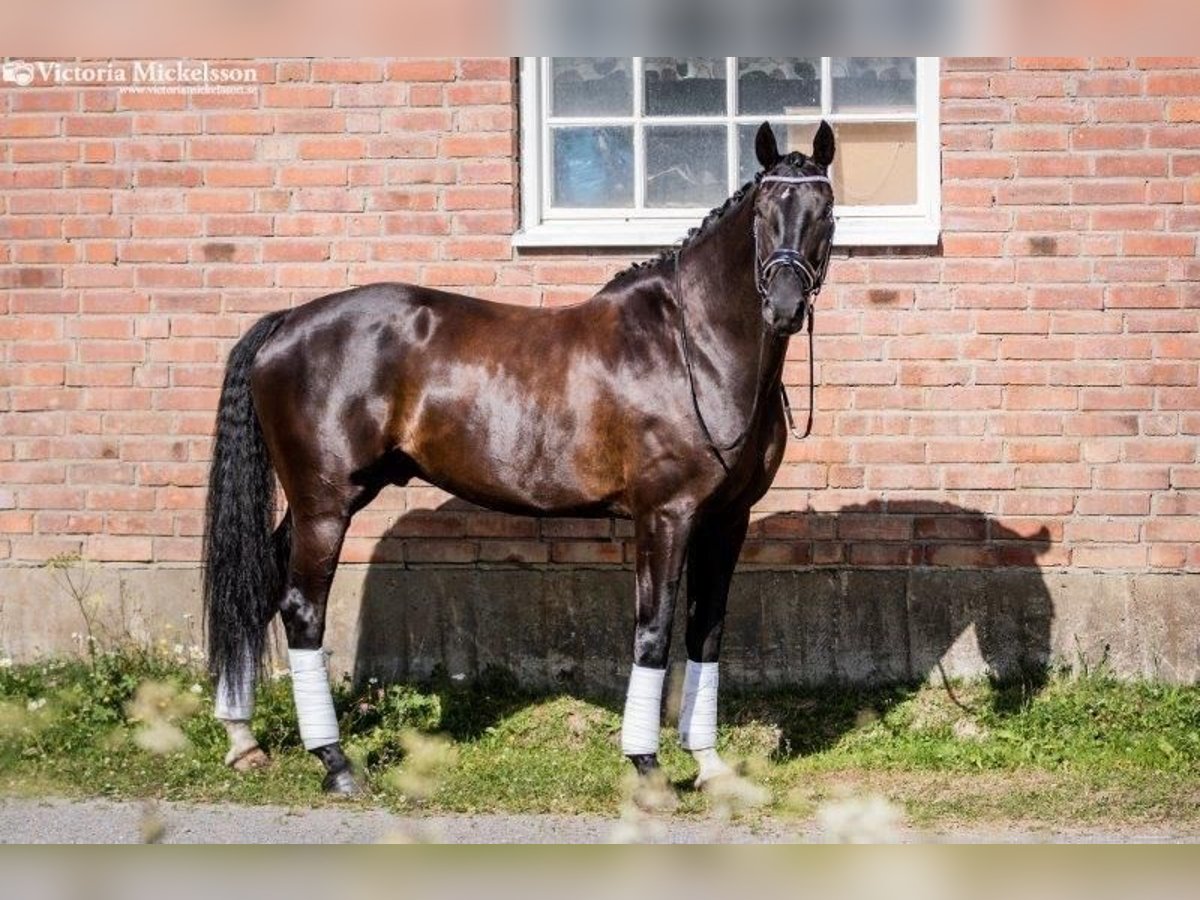 Swedish Warmblood Gelding 14 years 17 hh Black in Leksand