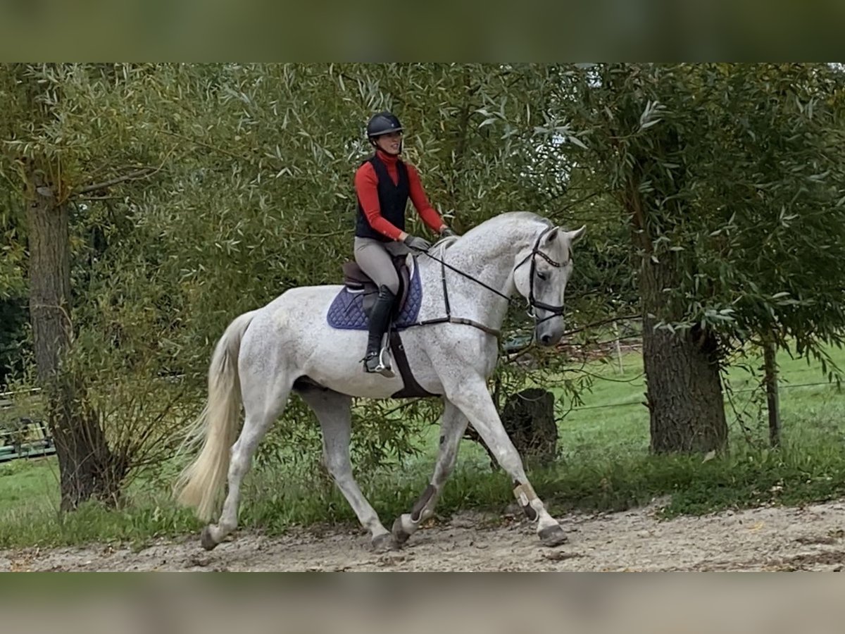 Swedish Warmblood Gelding 14 years 18 hh Grey in Simmershofen