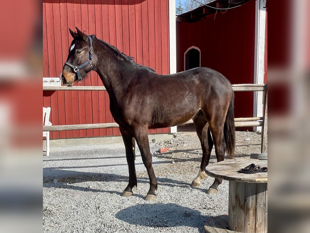 Swedish Warmblood Gelding 2 years 16,2 hh Bay-Dark in Örebro