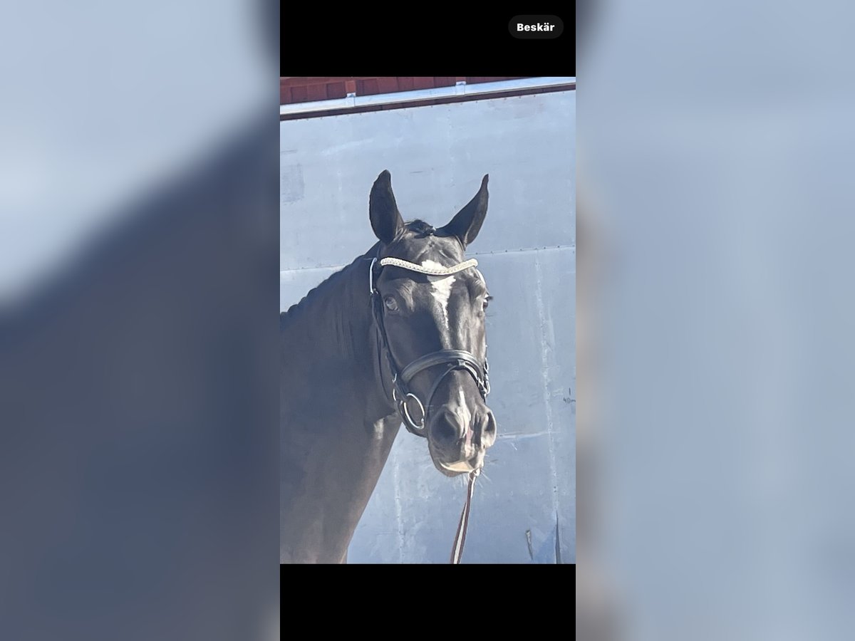 Swedish Warmblood Gelding 3 years 16,3 hh Black in Avesta