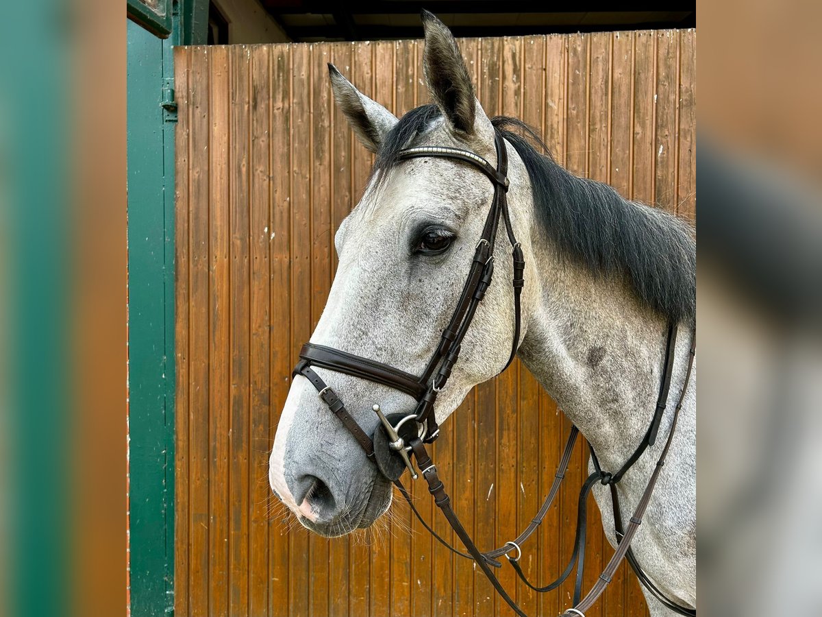 Swedish Warmblood Gelding 4 years 16,2 hh Gray in Thomasburg