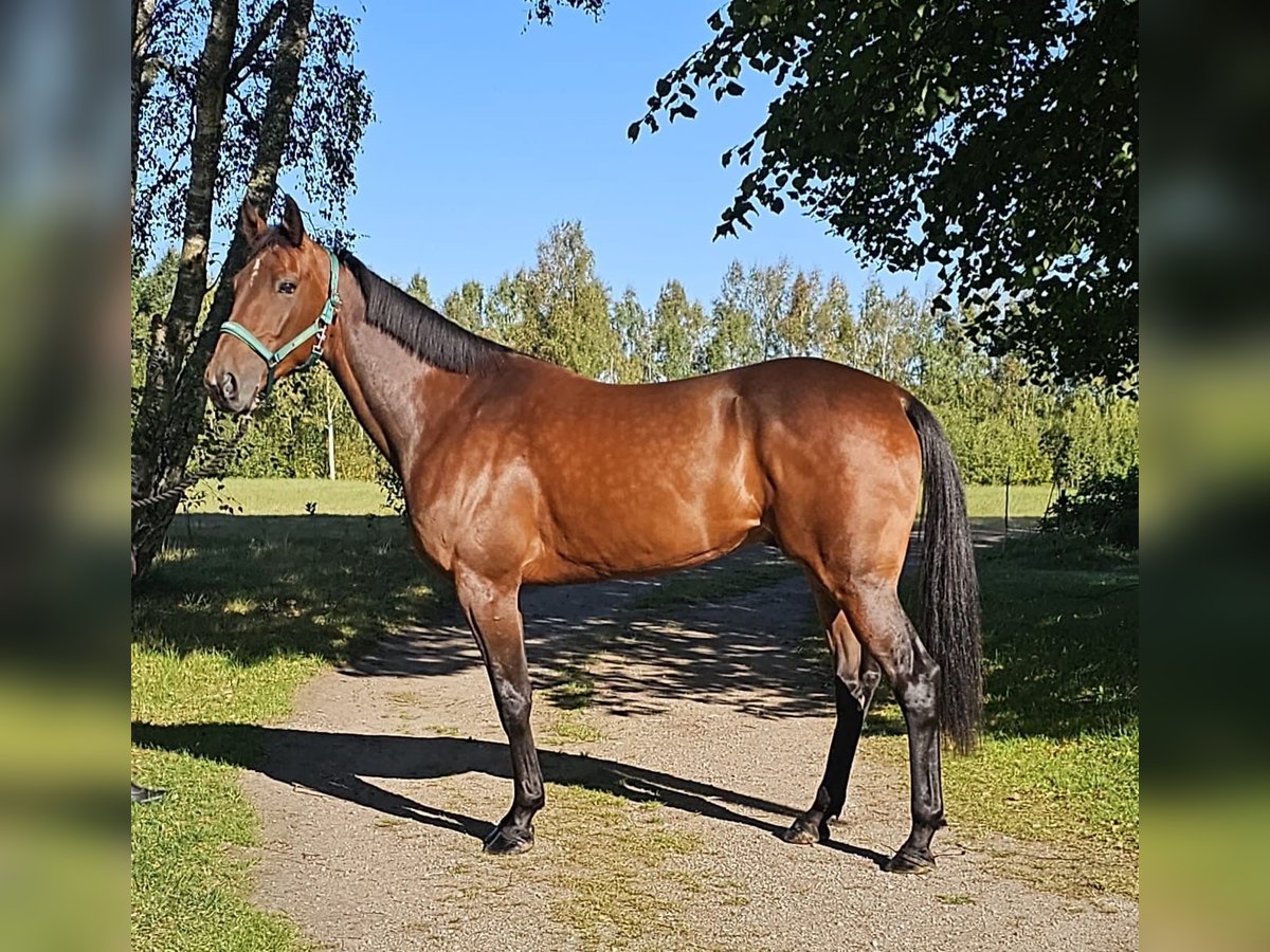 Swedish Warmblood Mix Gelding 5 years 15,3 hh Bay-Dark in Leipzig