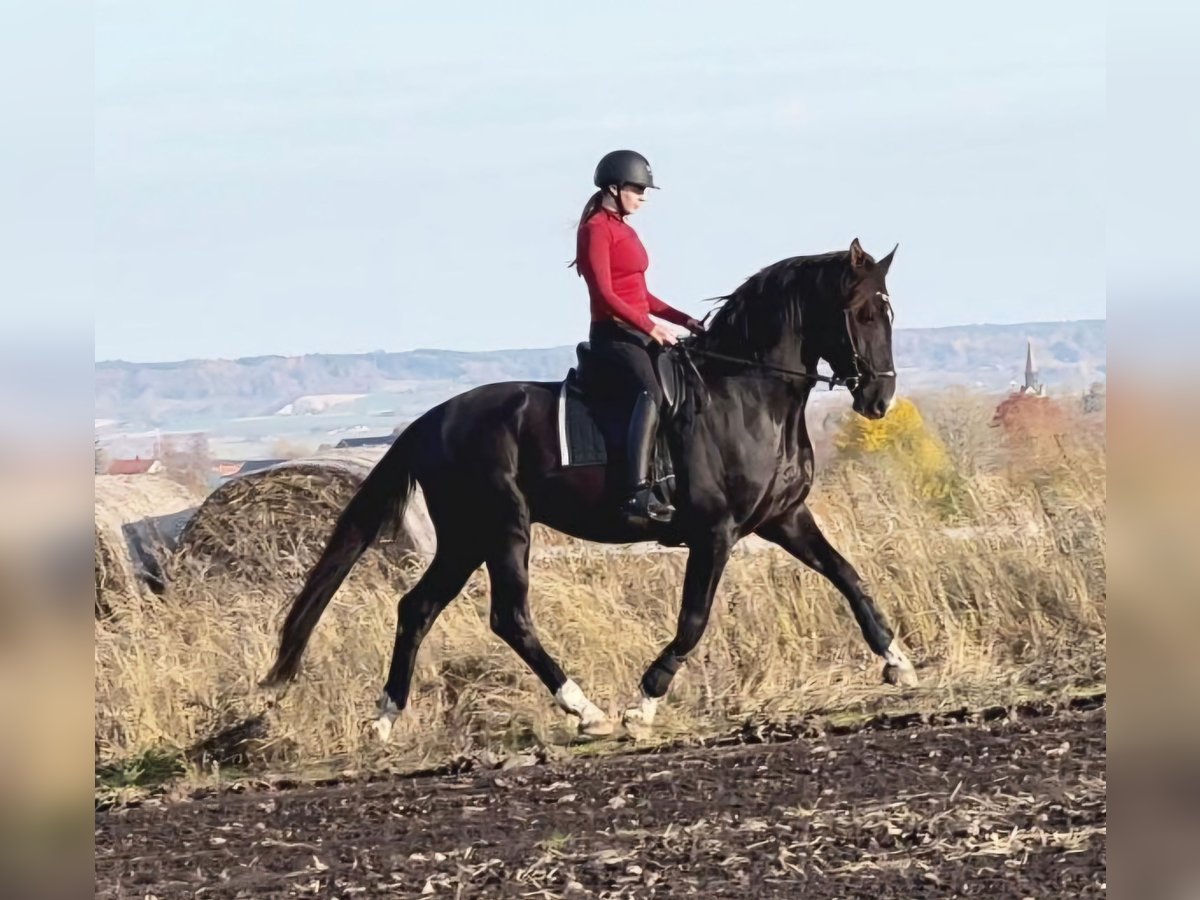 Swedish Warmblood Gelding 5 years 16,1 hh in Falköping