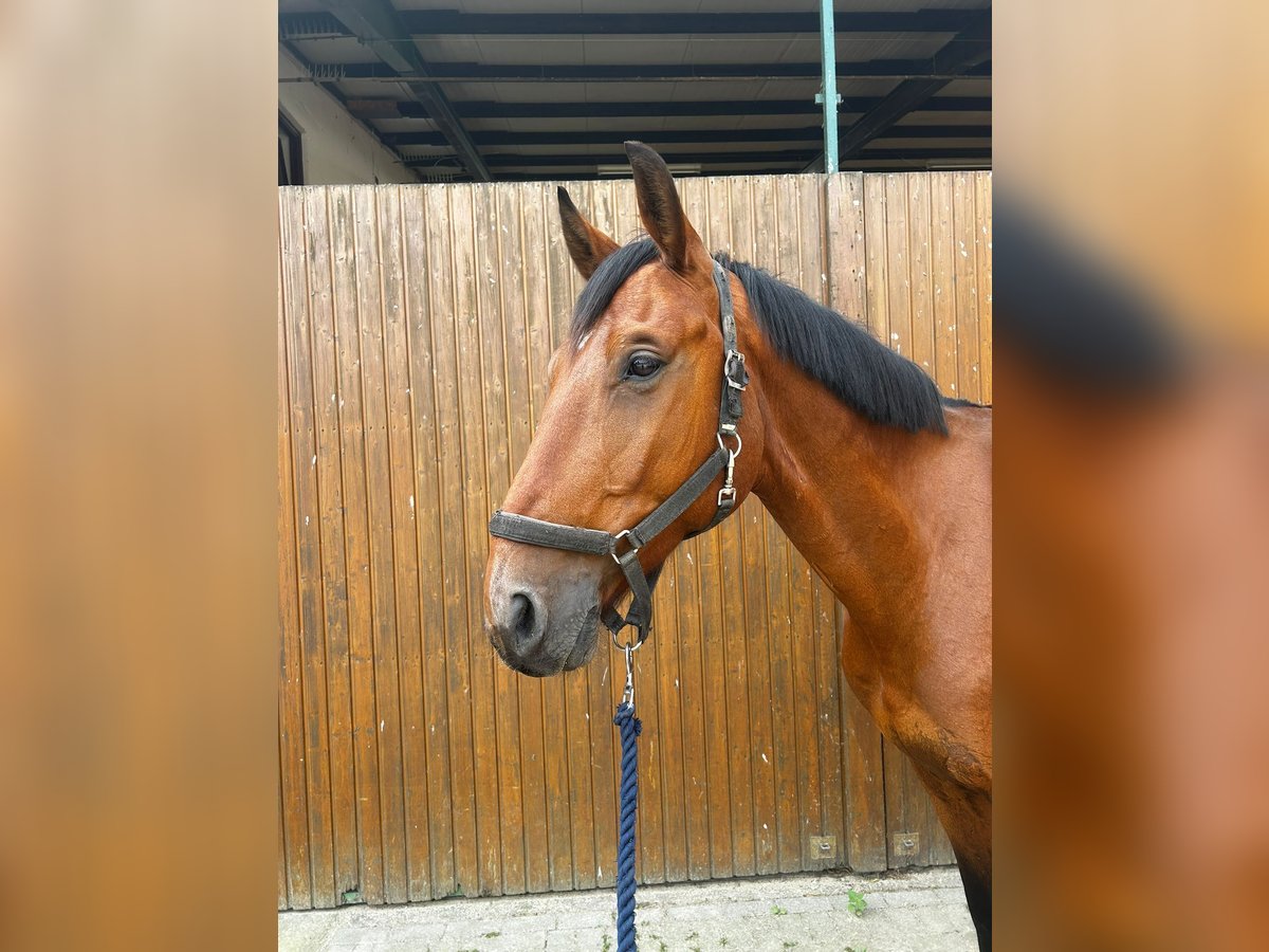 Swedish Warmblood Gelding 5 years 16,2 hh Bay in Thomasburg