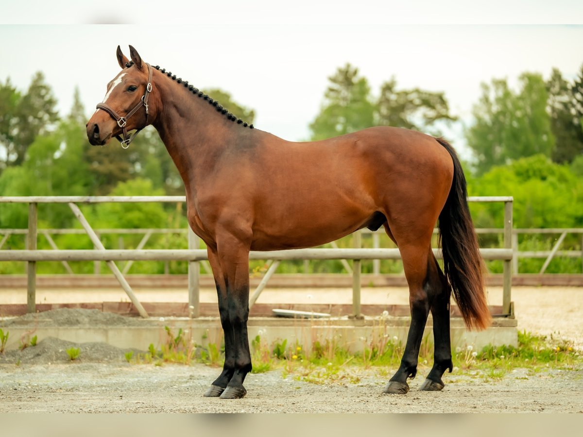 Swedish Warmblood Gelding 6 years 16 hh Bay in Sigtuna