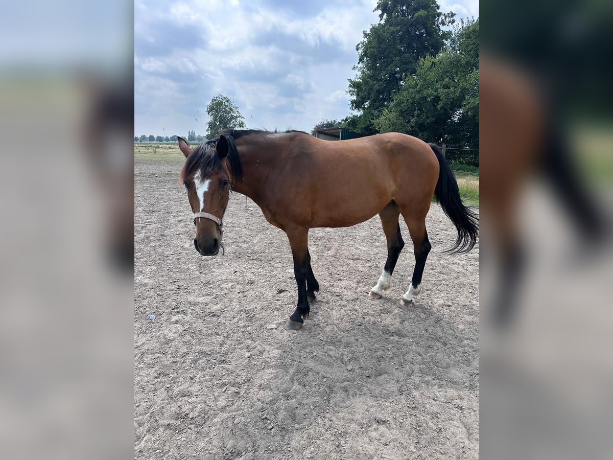 Swedish Warmblood Mare 11 years 16,2 hh Brown in Sint-Gillis-Waas
