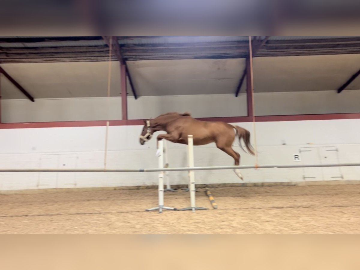 Swedish Warmblood Mare 2 years 17,1 hh Sorrel in Tollarp