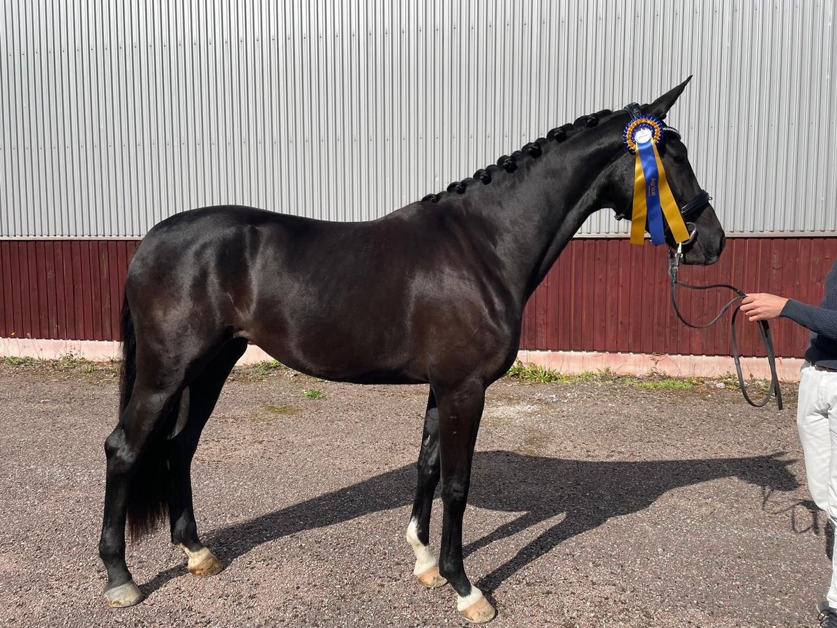 Swedish Warmblood Mare 3 years 16,1 hh Black in Sigtuna