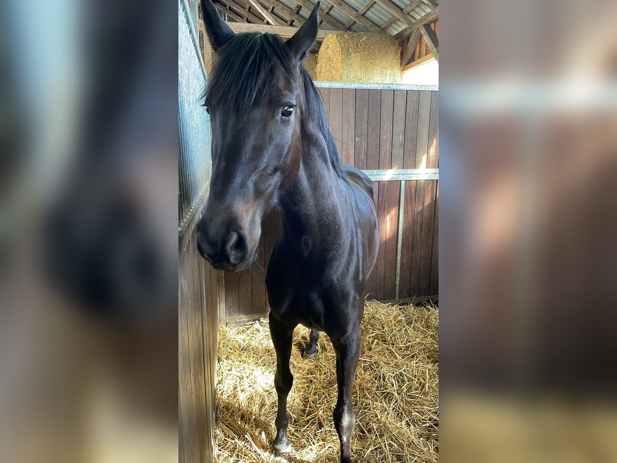 Swedish Warmblood Mare 5 years 16 hh Black in Thomasburg