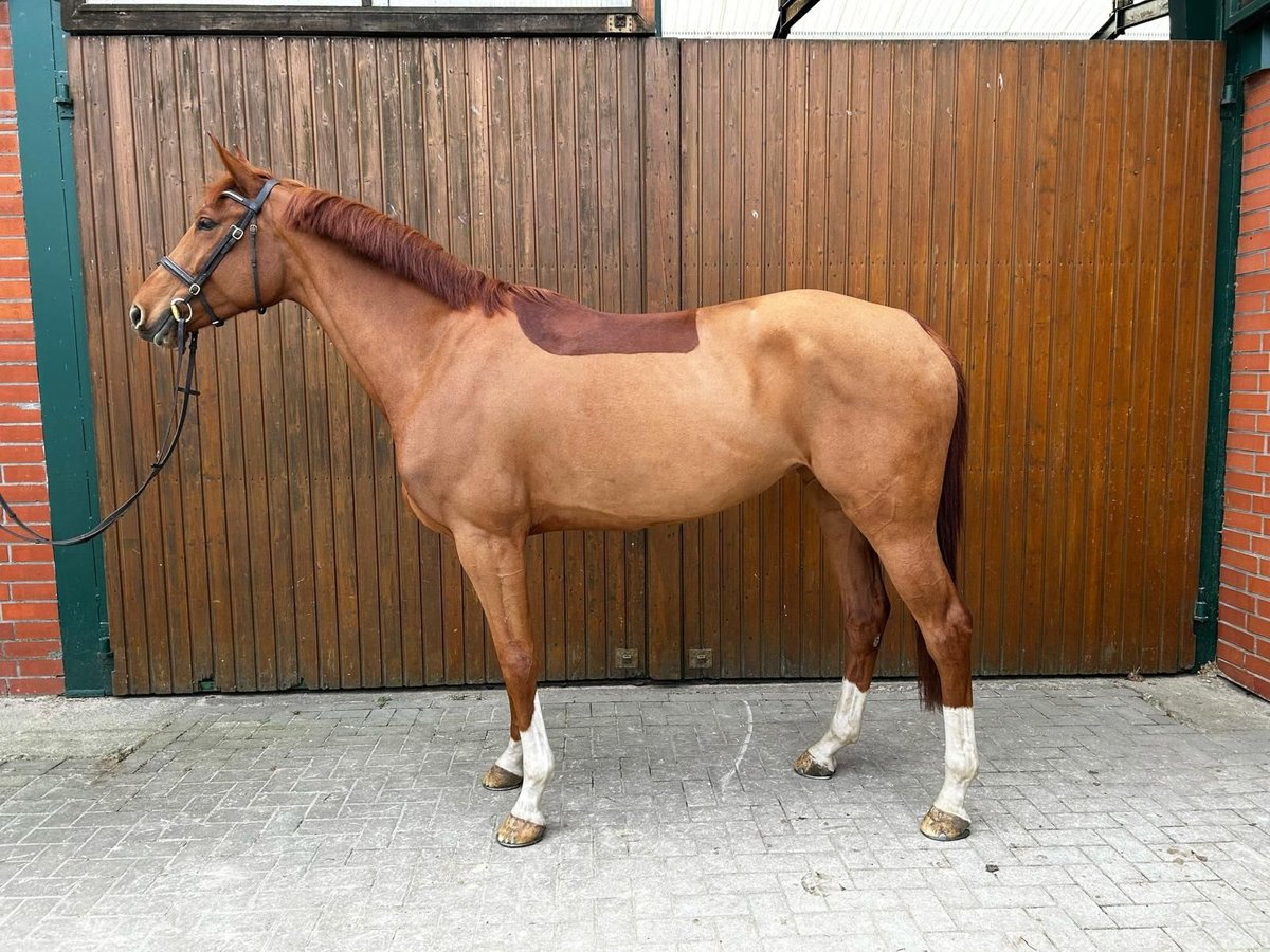 Swedish Warmblood Mare 5 years 16,1 hh Chestnut in Thomasburg