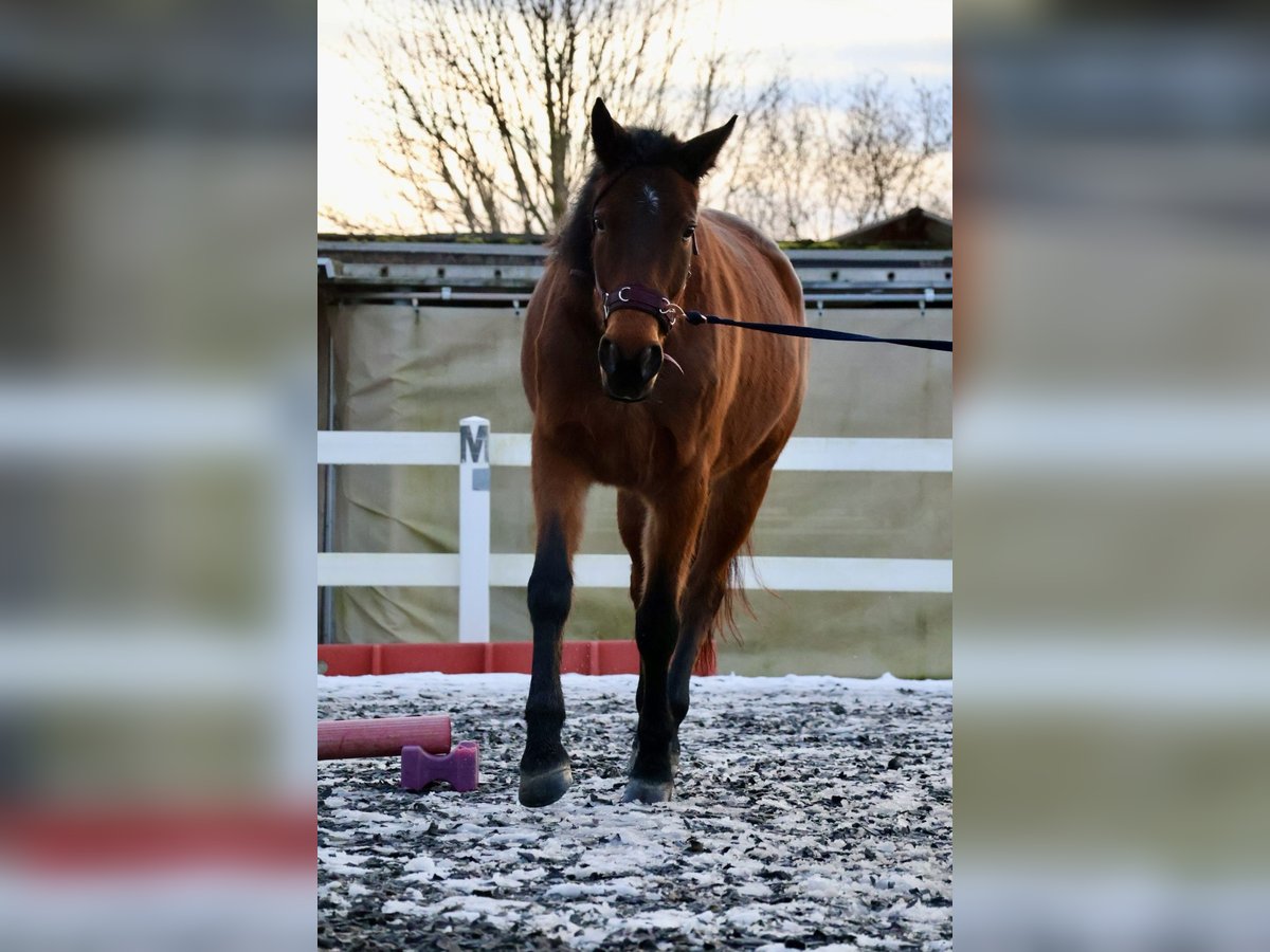 Swedish Warmblood Mare 6 years 16,2 hh Brown in M&#xFC;nchen