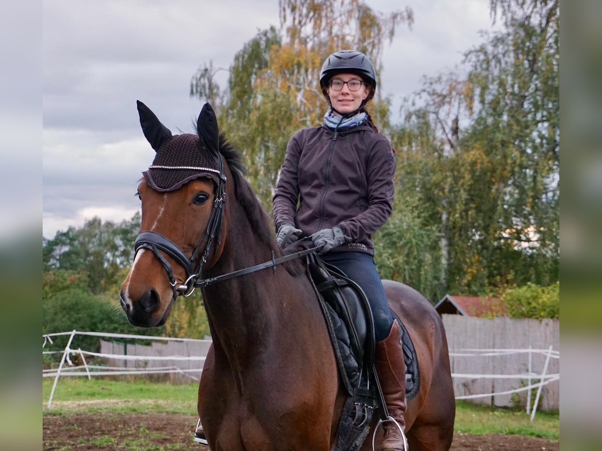 Swedish Warmblood Mix Mare 7 years 15,2 hh Bay-Dark in Leipzig