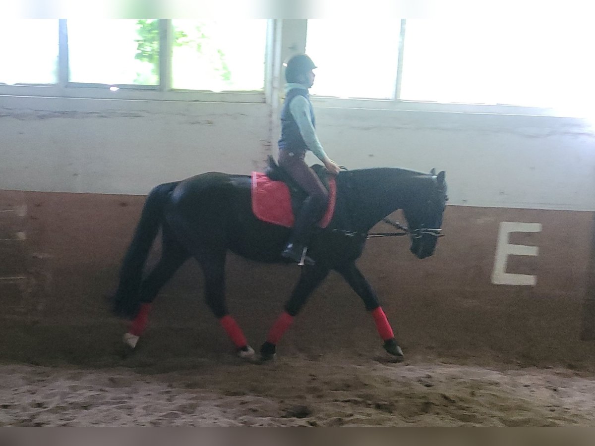 Swedish Warmblood Mare 8 years 15,1 hh Black in Bottmersdorf