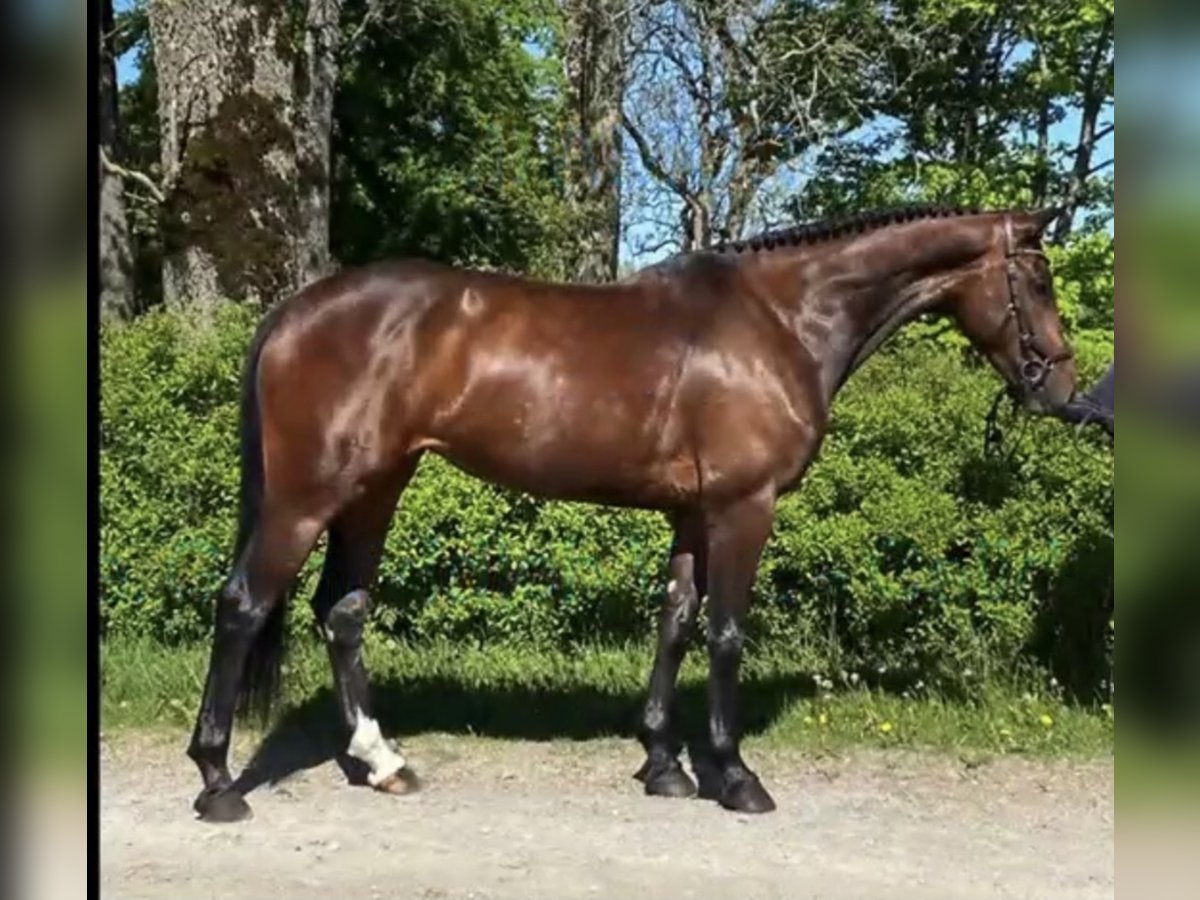 Swedish Warmblood Mare 8 years 16,1 hh Bay in Västerås