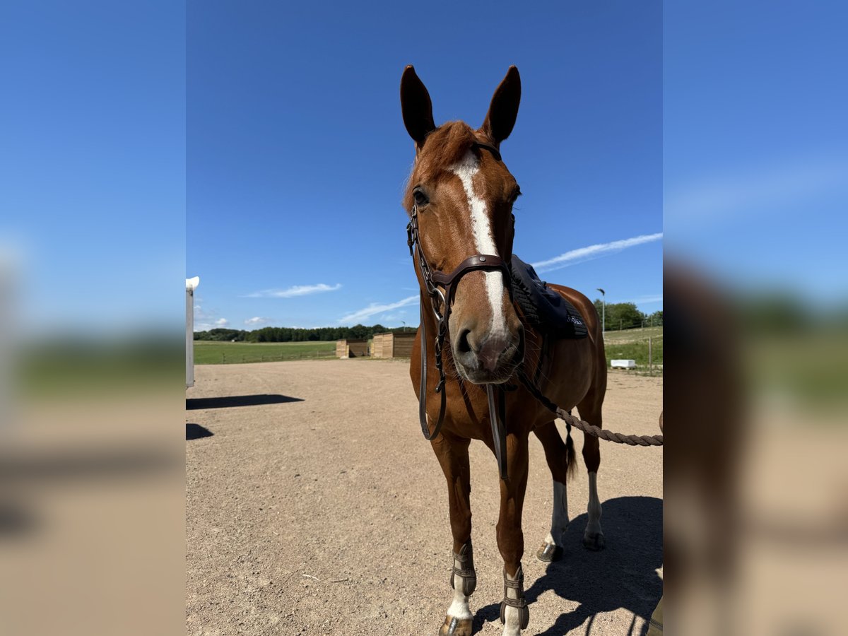 Swedish Warmblood Mare 9 years 17 hh Chestnut in Sj&#xF6;bo