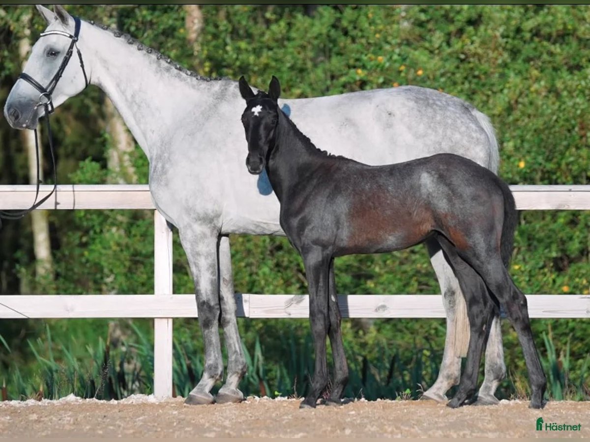 Swedish Warmblood Mare Foal (05/2025) 16,2 hh White in Mellerud