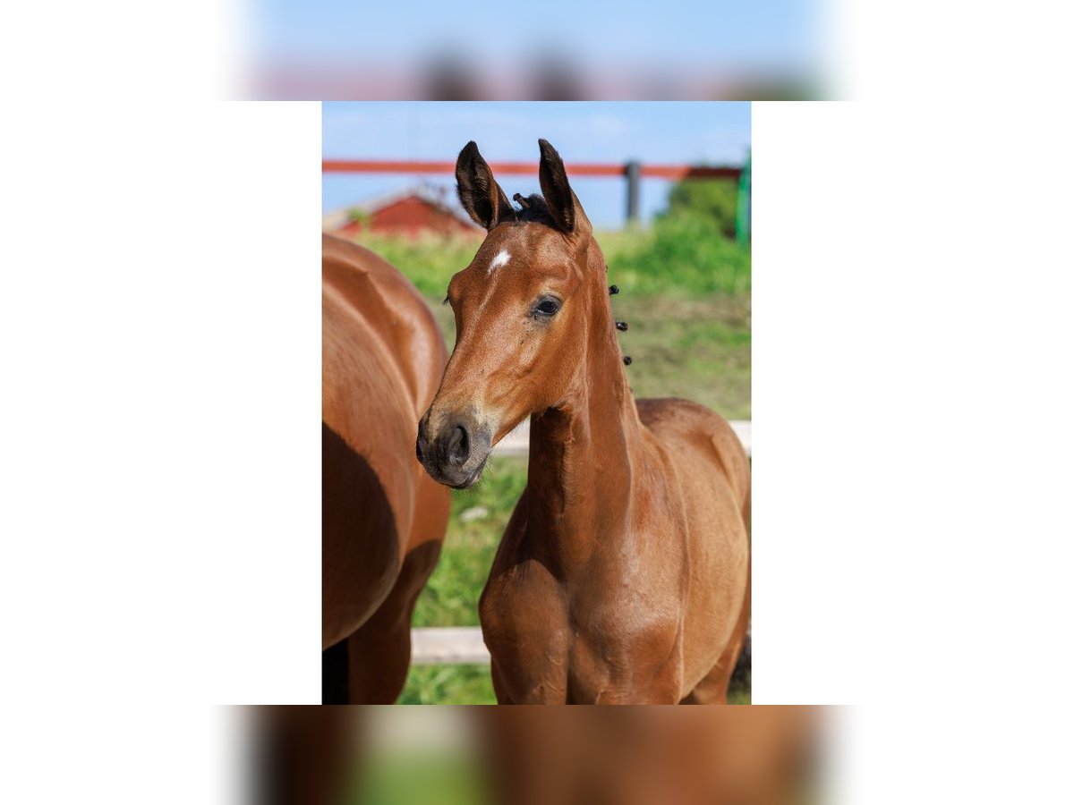 Swedish Warmblood Mare Foal (05/2025) Brown in Flyinge