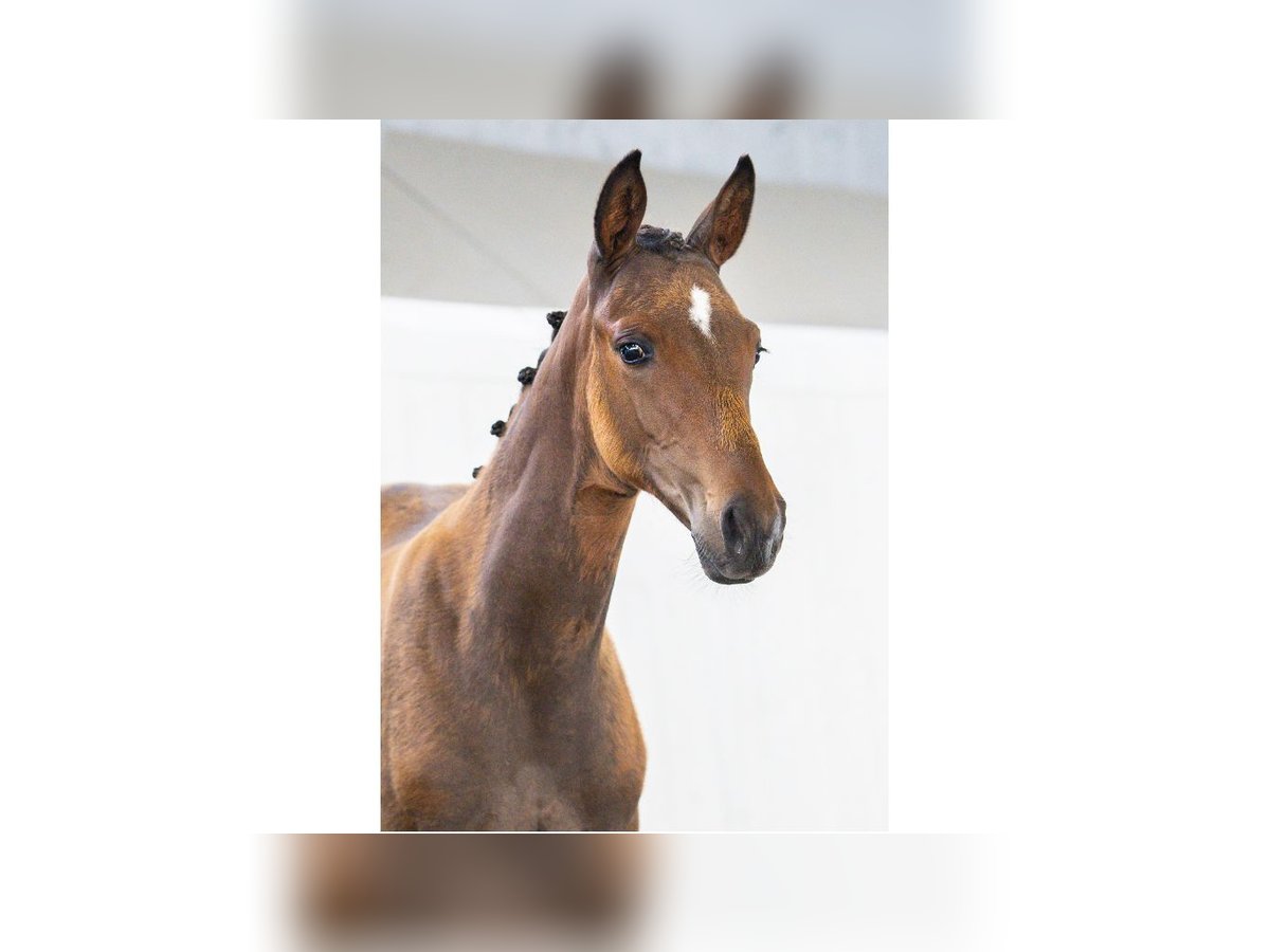 Swedish Warmblood Mare Foal (05/2025) Brown in Flyinge