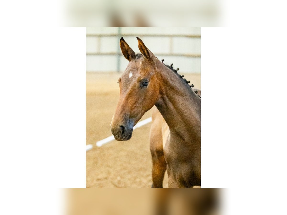 Swedish Warmblood Mare Foal (04/2025) Brown Falb mold in Flyinge