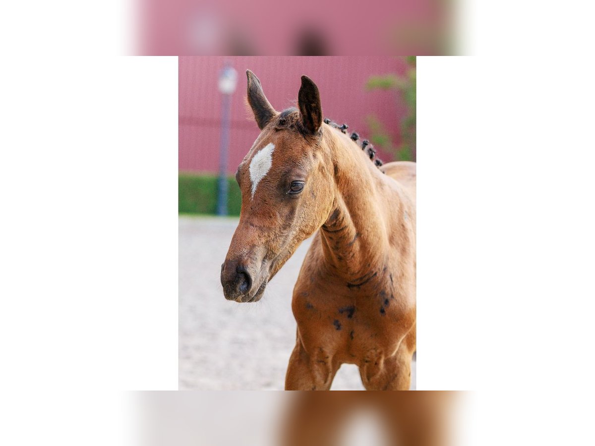 Swedish Warmblood Mare Foal (06/2025) Brown in Flyinge