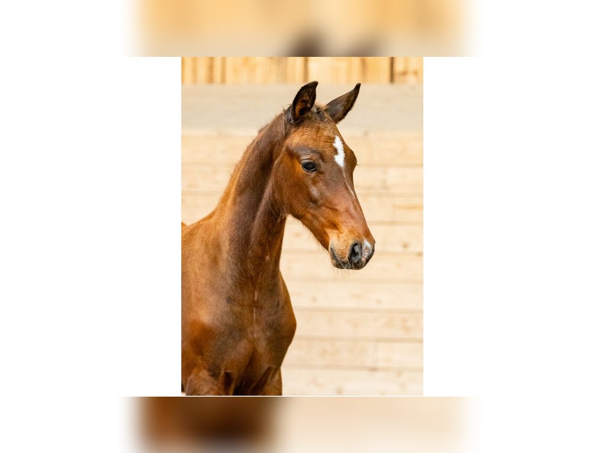 Swedish Warmblood Mare Foal (06/2025) Brown in Flyinge