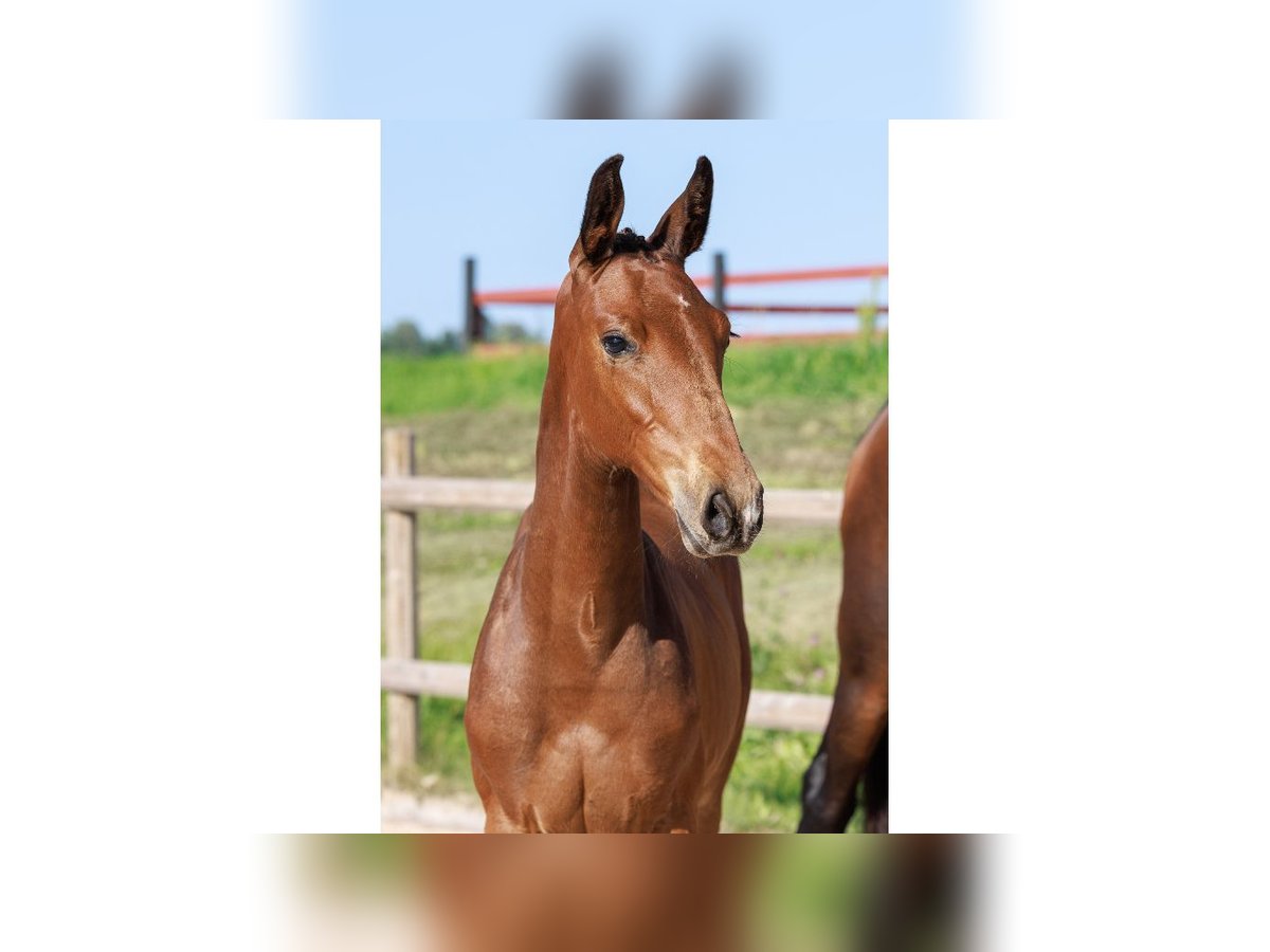 Swedish Warmblood Mare Foal (05/2025) Brown in Flyinge