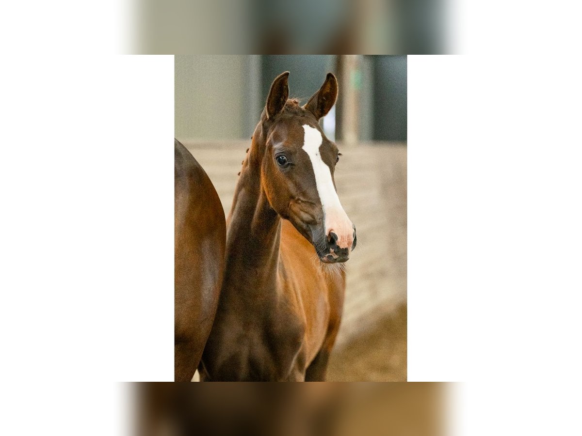 Swedish Warmblood Mare Foal (05/2025) Chestnut in Flyinge