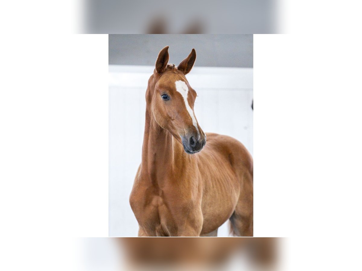 Swedish Warmblood Mare Foal (05/2025) Chestnut in Flyinge