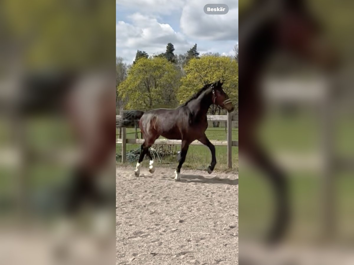 Swedish Warmblood Stallion 2 years 16 hh Bay-Dark in Ljungbyholm, Kalmar