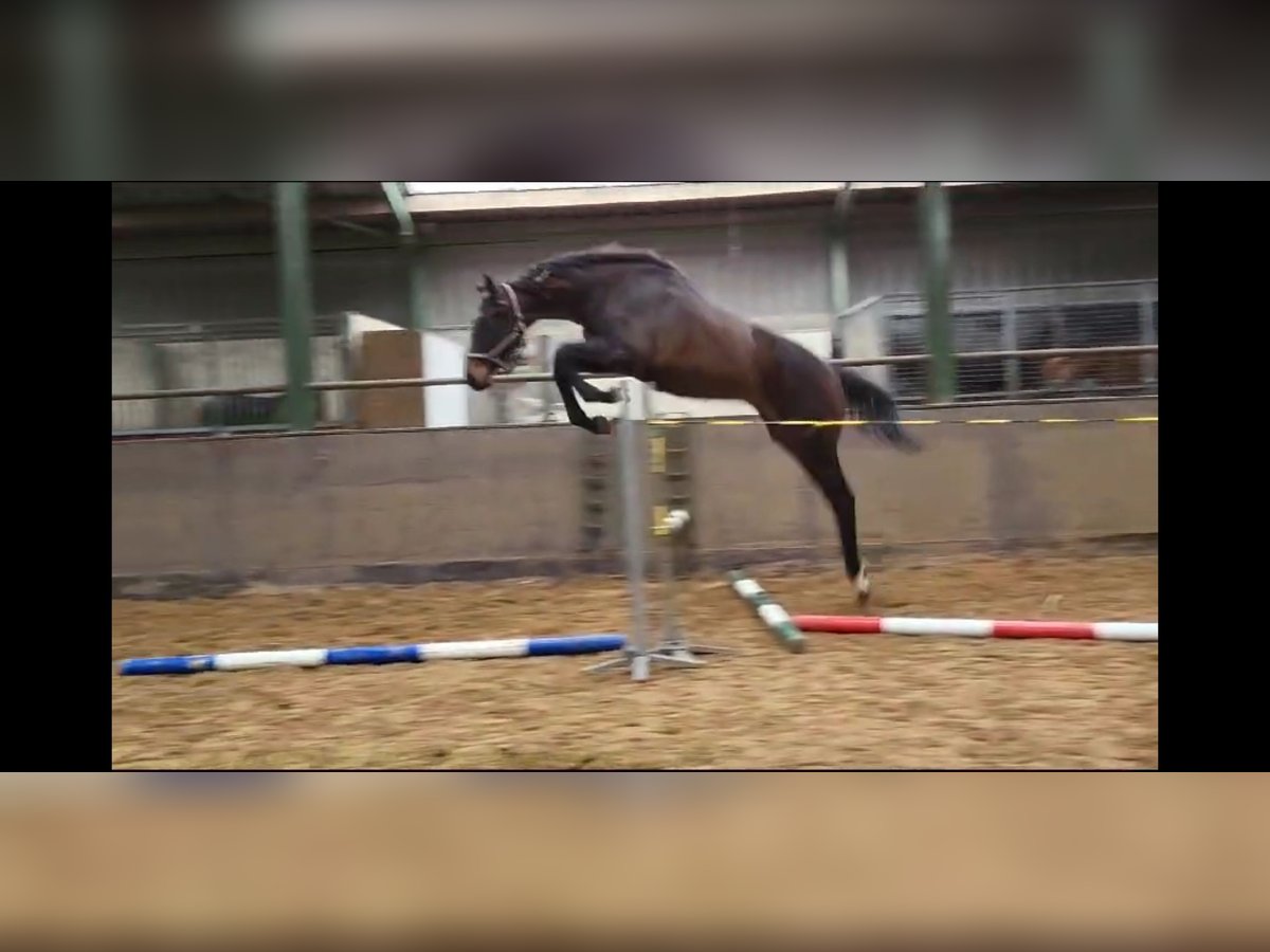 Swedish Warmblood Stallion 2 years 17 hh Brown in Coevorden