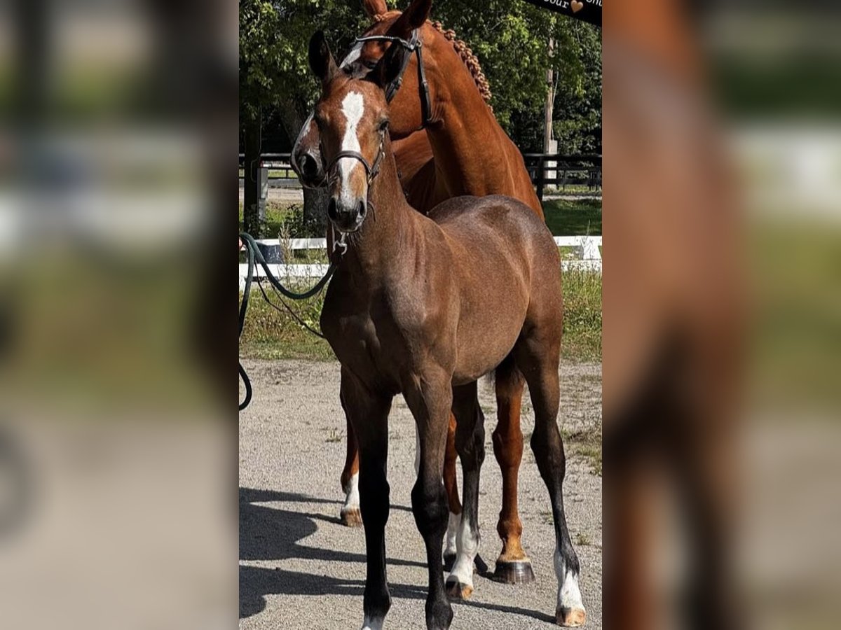 Swedish Warmblood Stallion Foal (04/2025) 16,2 hh Grey in Uppsala Swedish Warmblood Stallion Foal (04/2025) 16,2 hh Grey in Uppsala