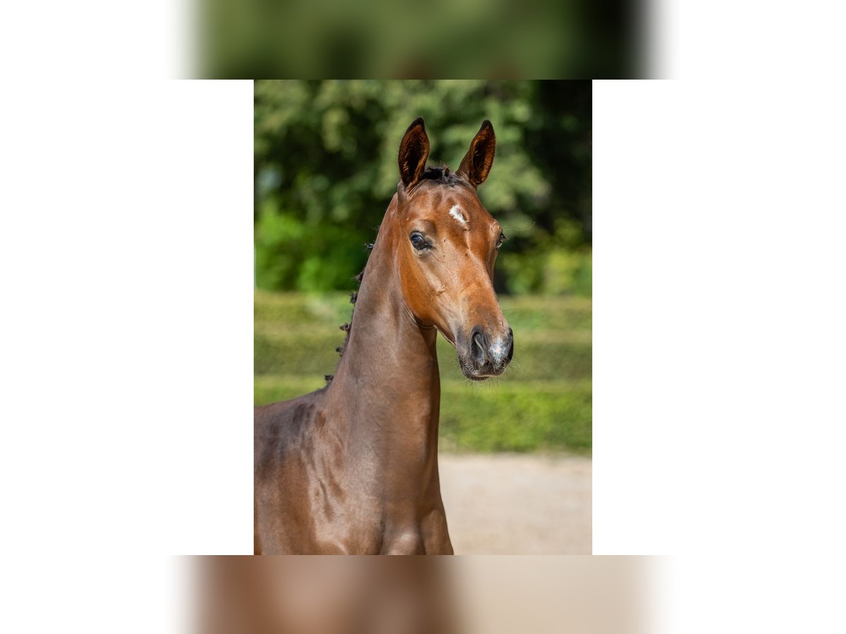 Swedish Warmblood Stallion Foal (04/2025) Bay in Flyinge