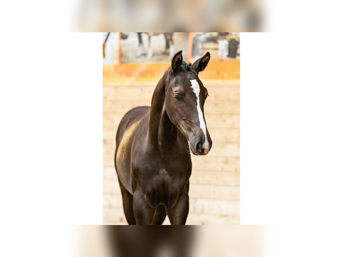 Swedish Warmblood Stallion Foal (04/2025) Bay in Flyinge