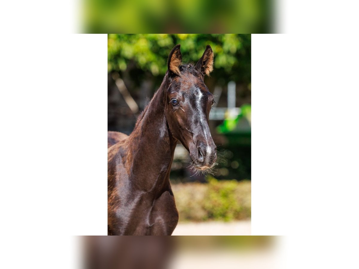Swedish Warmblood Stallion Foal (04/2025) Black in Flyinge