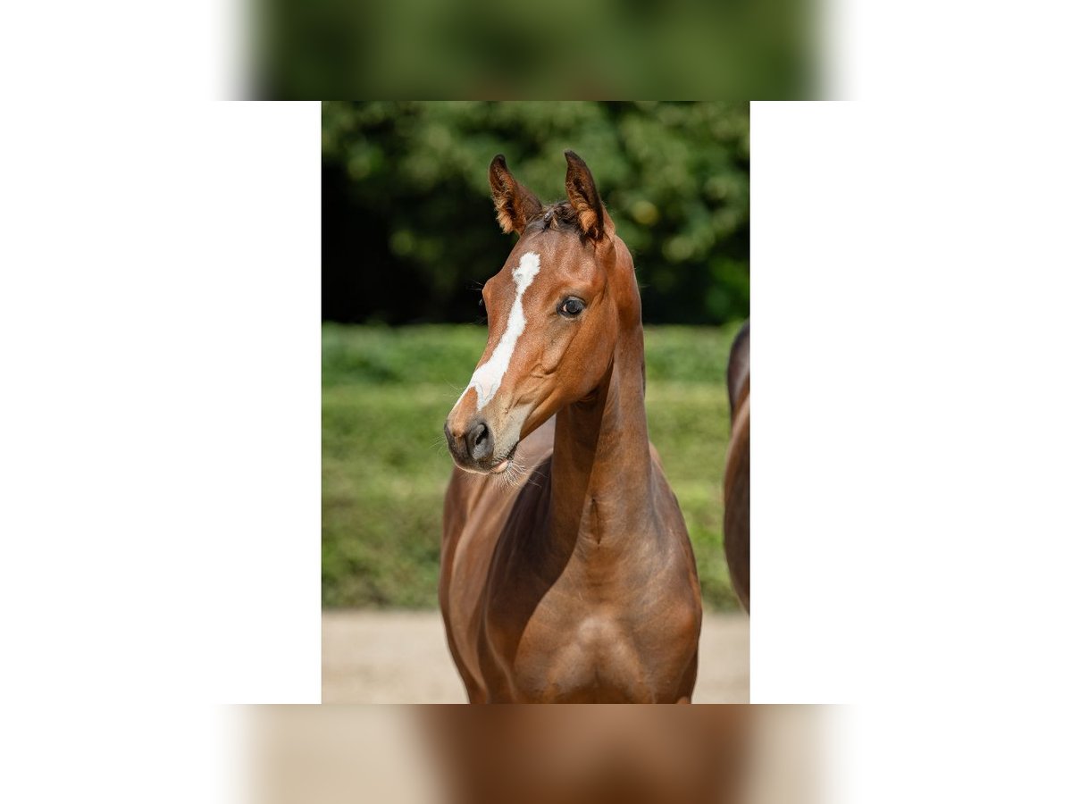 Swedish Warmblood Stallion Foal (05/2025) Brown in Flyinge